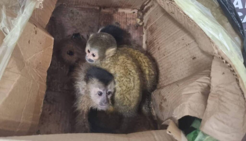 Orán: trasladaban cinco monos en una caja y quedaron a disposición de la Justicia por violar la ley de fauna silvestre