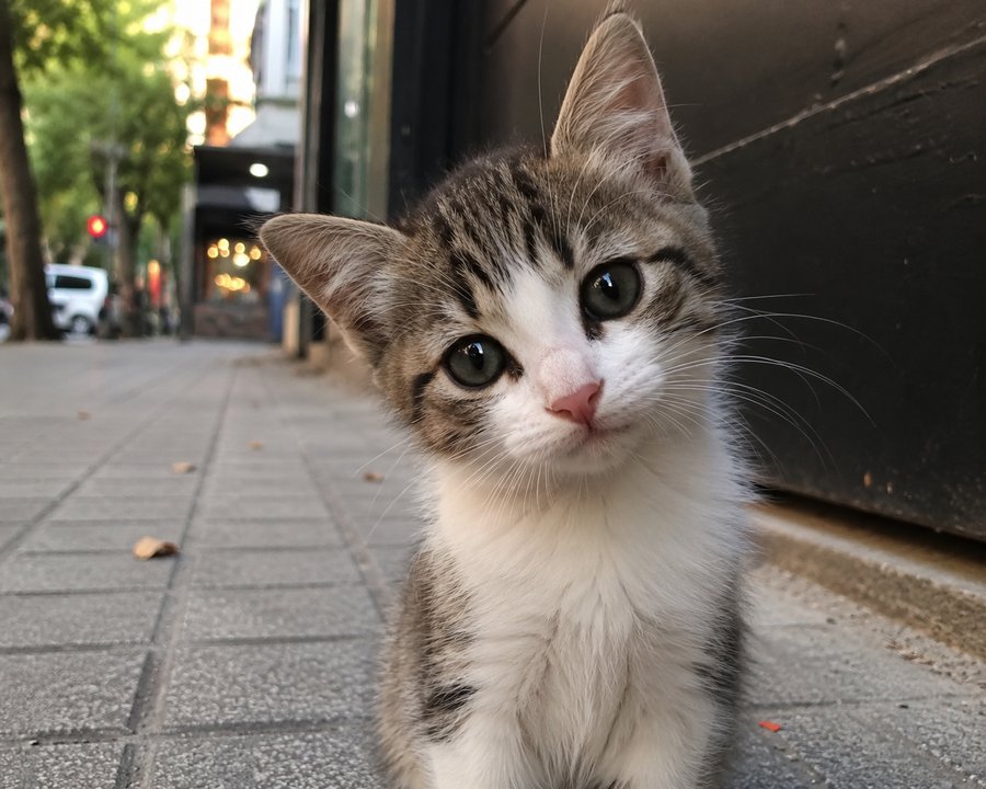 Manifestación en el obelisco contra el maltrato animal tras un escabroso caso