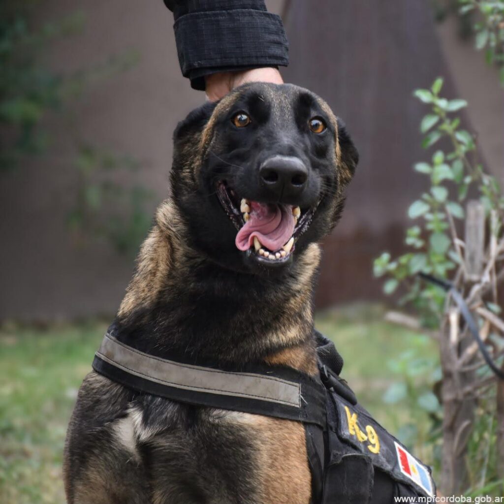 FPA FORTALECE EL TRABAJO INTERFUERZAS, CON LA DONACIÓN DE UN CAN DE RAZA MALINOIS A LA POLICÍA DE CÓRDOBA