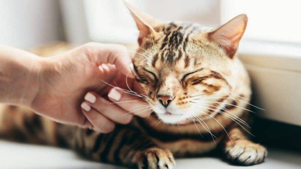 Cuál es el significado oculto de acariciar siempre a los gatos según la psicología