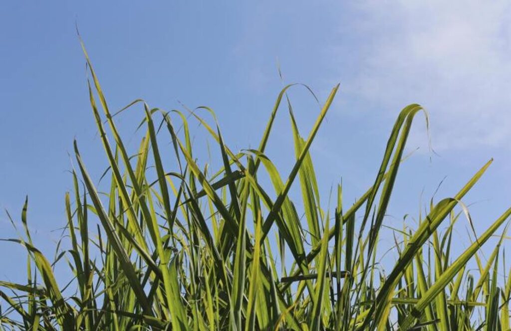 Finaliza la zafra, una provincia consigue récords históricos