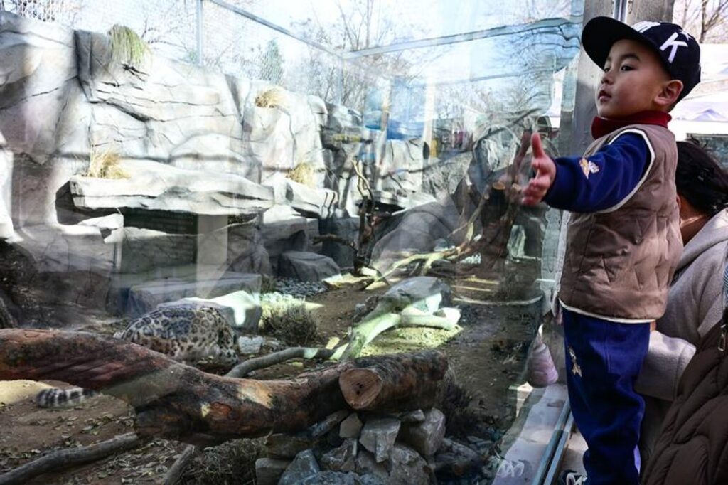 Reapareció renovado el leopardo de las nieves en el Parque de Vida Silvestre de Xining