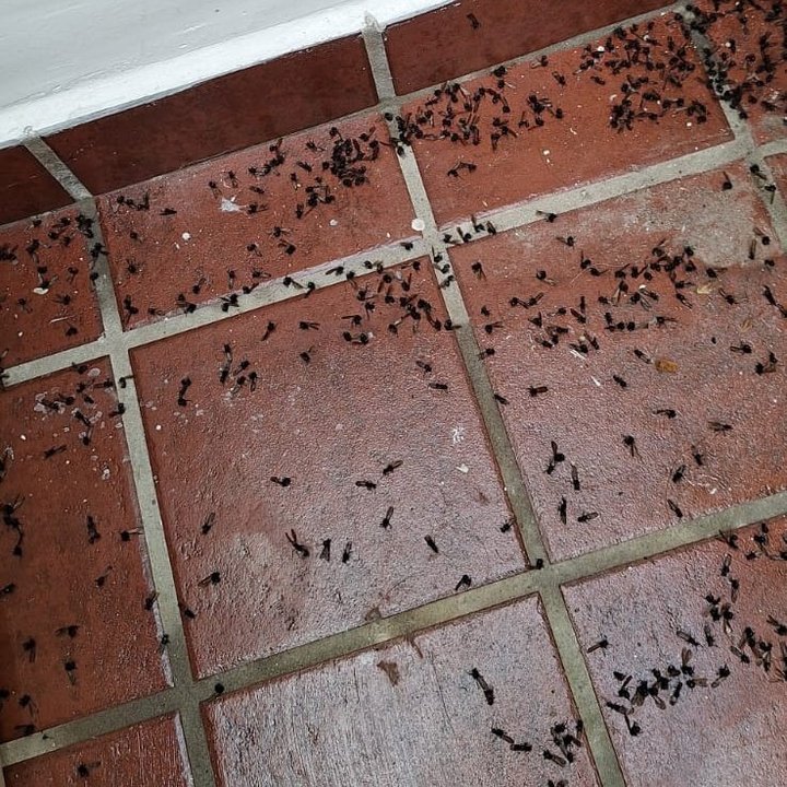 Otra vez invaden hormigas voladoras al AMBA: por qué se produce este fenómeno