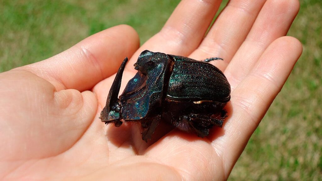 Escarabajos de Sudamérica se alimentaron de carroña millones de años antes de lo que se creía