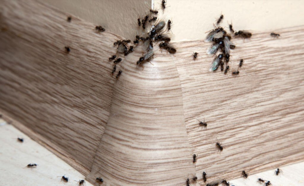 Trucos caseros y efectivos para combatir a las hormigas voladoras
