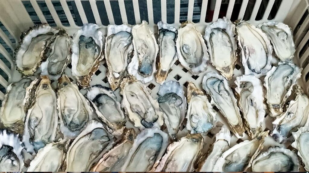 Con una especie invasora elaboran la primera salsa de ostras nacional