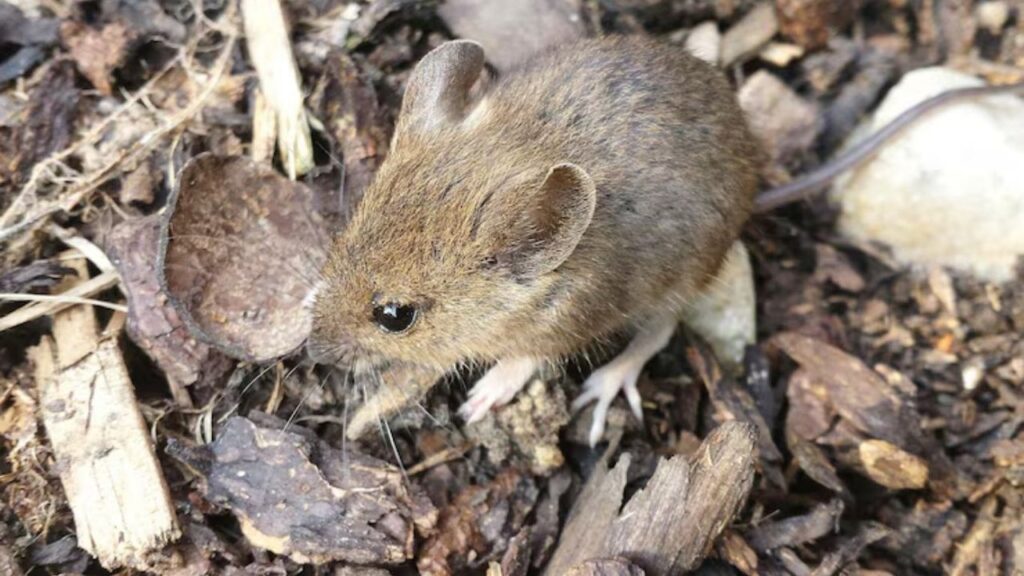 Hantavirus: ¿cuáles son las provincias más afectadas por la enfermedad del ratón?