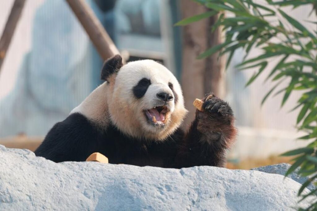 La nueva base de pandas en China recibió a más de 6.000 visitantes en su debut