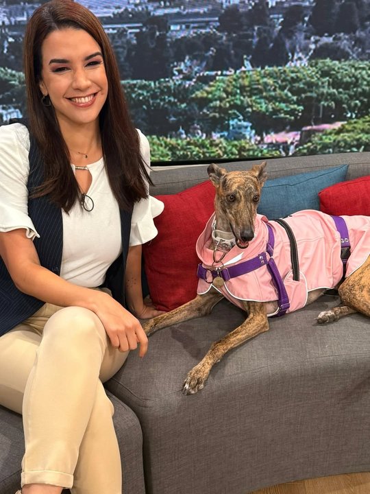 Maltrato animal: una experta alertó que sin sanciones el negocio ilegal no se detiene