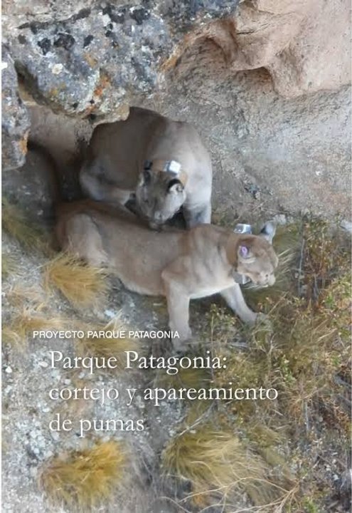 Captaron por primera vez el cortejo y apareamiento de “Pepito” y “Maga”, dos pumas de Parque Patagonia