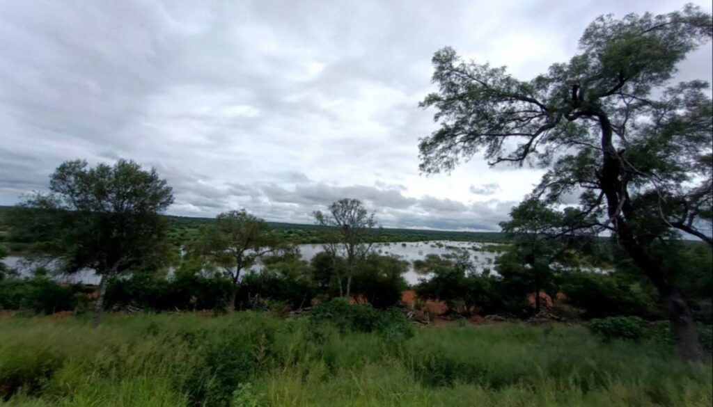 El monte bajo el agua: el Chaco salteño enfrenta un panorama desolador por la crecida de los ríos