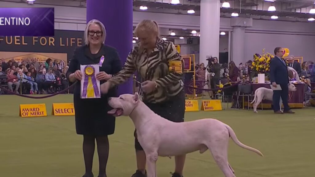 Toky: el dogo argentino que se transformó en un símbolo de los pocos diputados libertarios que presentaron algún proyecto