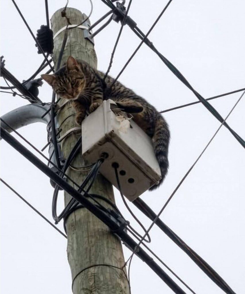 Rescate en las alturas: un gato atrapado a siete metros movilizó un operativo en barrio 100 Viviendas