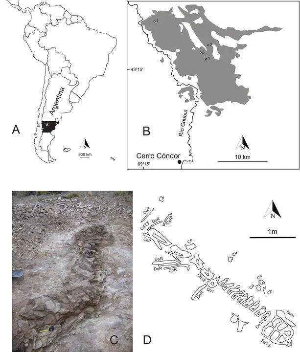 Descubren en Chubut un nuevo dinosaurio: qué se sabe del Bicharracosaurus
