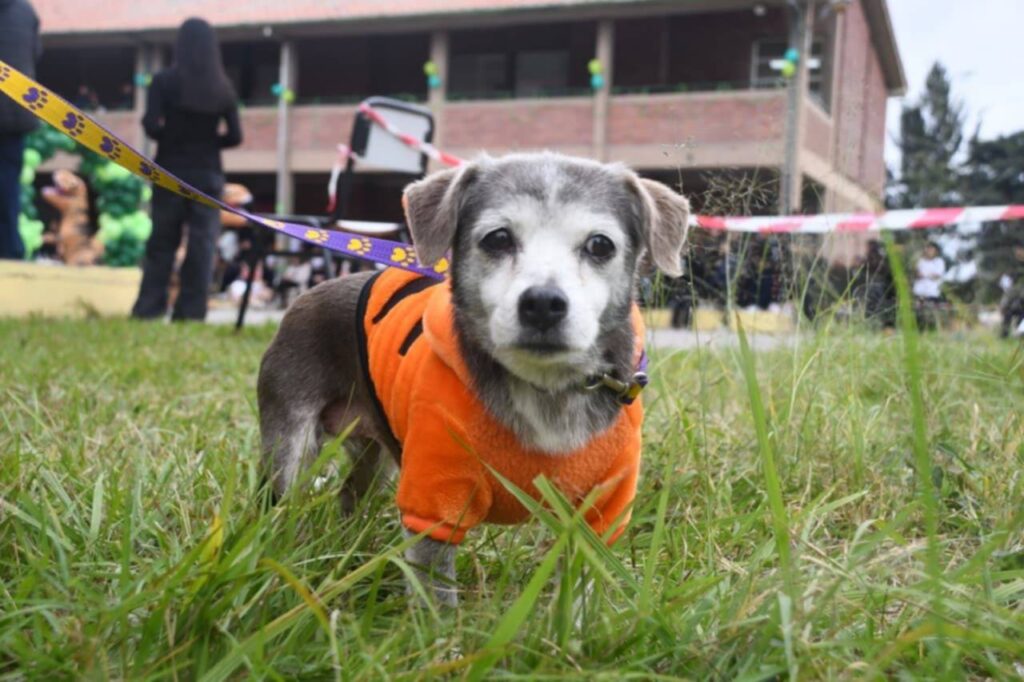 Desfile de Mascotas en el Colegio 11 de Septiembre, una mañana de diversión y salud animal en Santa Ana II