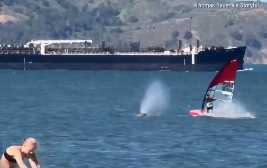 Increíble video: un windsurfista chocó contra una ballena que emergió de golpe en su camino