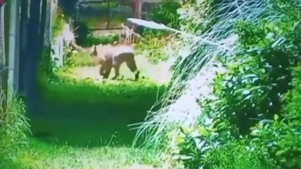 Alarma en Escobar por la aparición de un puma en un barrio privado