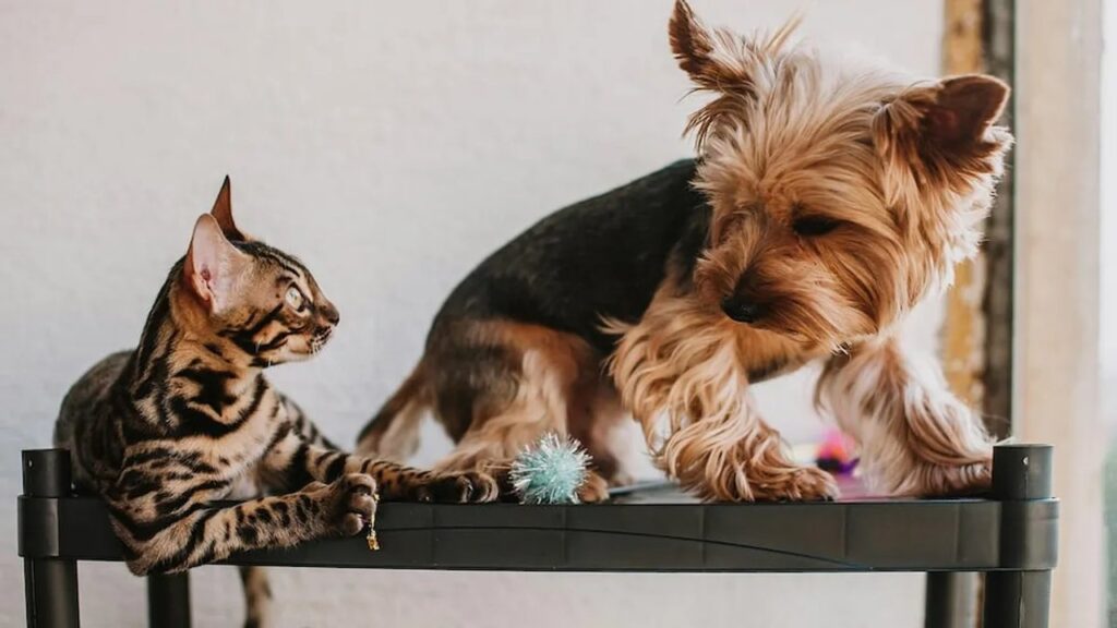 Cuál es el significado oculto de elegir entre perros y gatos según la psicología