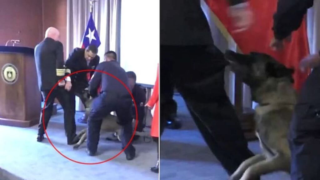 Insólito momento: dos perros antidrogas atacaron el bolsillo del jefe policial en una ceremonia