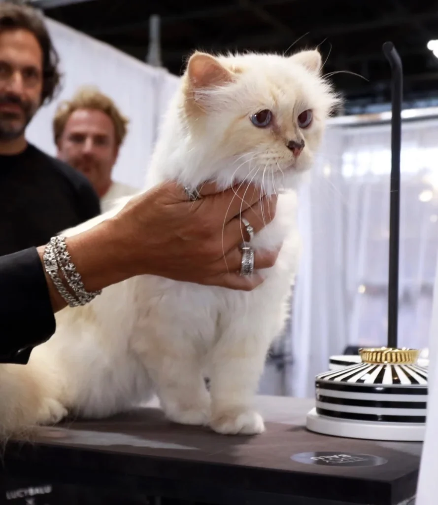 Insólito: Choupette, la célebre gatita de Karl Lagerfeld, está en la ruina tras heredar 170 millones de euros